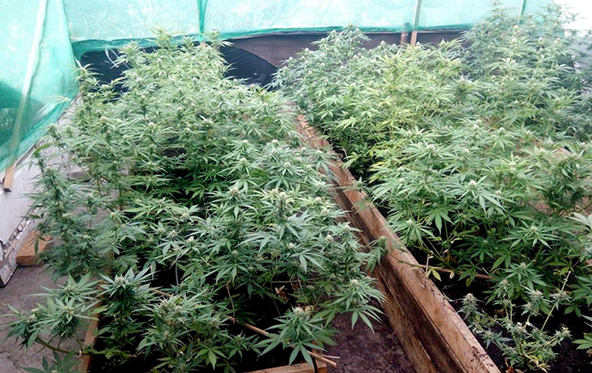 В Херсонской области обнаружили посев конопли на почти млн гривен